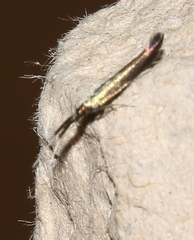 Coleophora mayrella