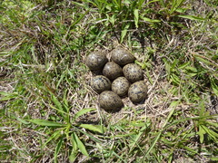 Vanellus chilensis