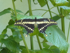 Heraclides thoas