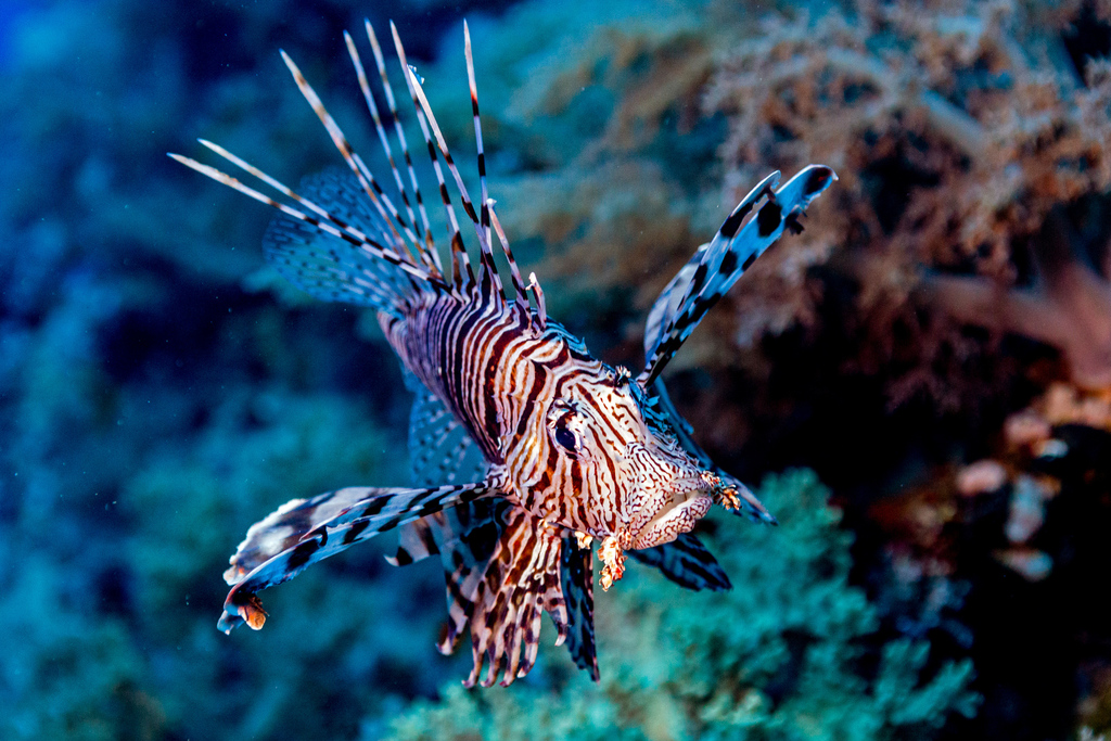 Common lionfish hovering over coral in the Red Sea