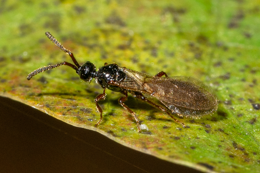 Propsilomma