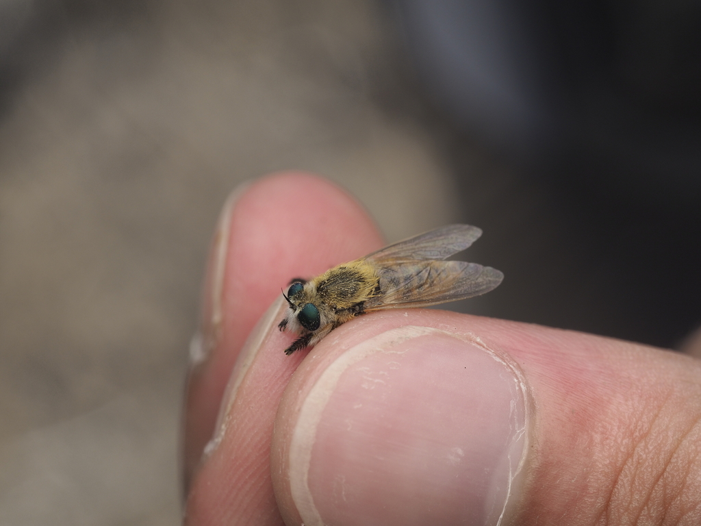Northern Beebandit