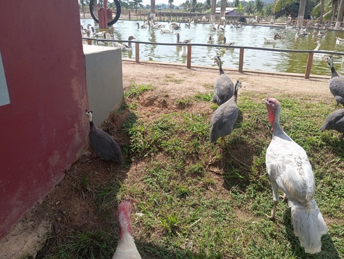 Domestic Guineafowl