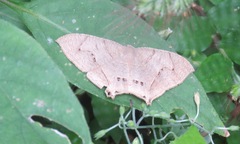 Psamathia placidaria