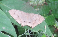 Psamathia placidaria