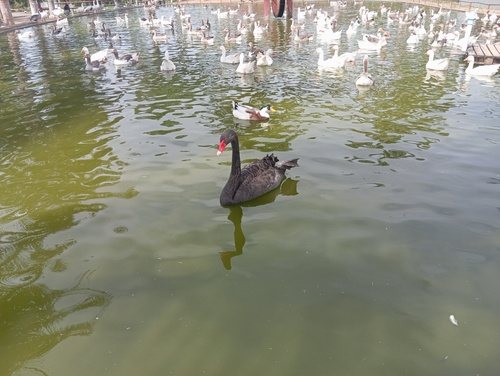 Black Swan