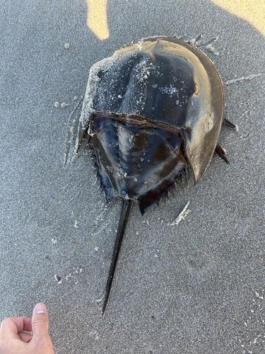 Horseshoe Crab