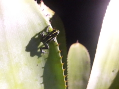 Ranitomeya variabilis