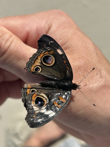 Common Buckeye