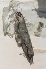 Semioscopis avellanella