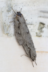 Semioscopis avellanella