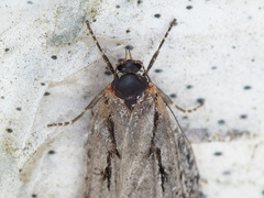 Semioscopis avellanella