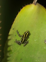 Ranitomeya variabilis