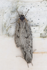 Semioscopis avellanella