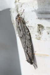 Semioscopis avellanella