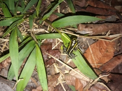 Ranitomeya variabilis