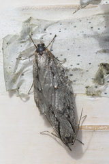 Semioscopis avellanella