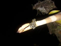 Ranitomeya variabilis