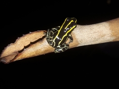 Ranitomeya variabilis