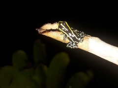 Ranitomeya variabilis