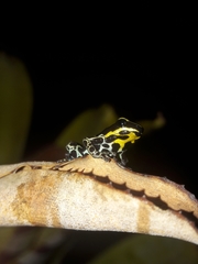 Ranitomeya variabilis