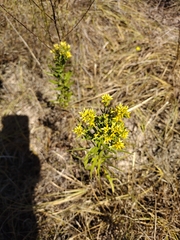 Euthamia leptocephala, photograph author not stated, no rights reserved