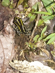 Ranitomeya variabilis