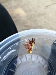 Anteros carausius carausius