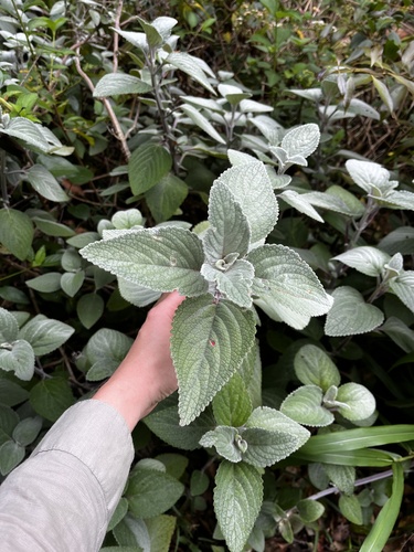 Coleus argentatus, 2025-10-15