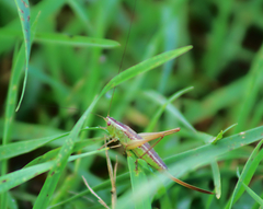 Conocephalus saltans