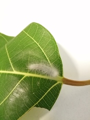 Anteros carausius carausius