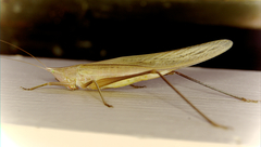 Neoconocephalus robustus