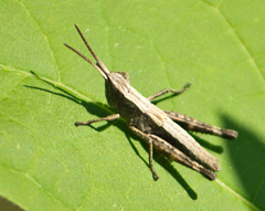 Chloealtis conspersa