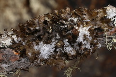 Tuckermanopsis americana