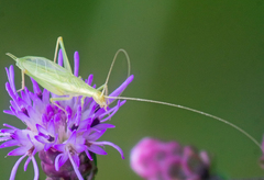 Oecanthus quadripunctatus