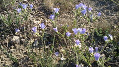 Linum lanuginosum