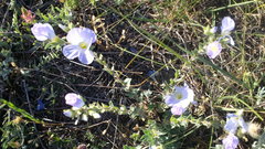 Linum lanuginosum