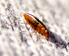 Siphonaptera