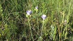 Linum lanuginosum