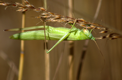 Neoconocephalus ensiger