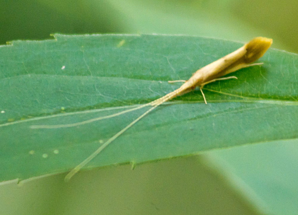 Bordered Long-horned Caddisfly