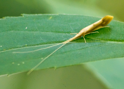 Bordered Long-horned Caddisfly