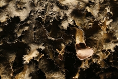 Tuckermanopsis americana