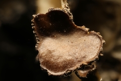 Tuckermanopsis americana