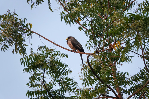 Western Plantain-eater