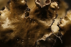 Tuckermanopsis americana