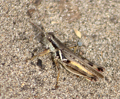 Melanoplus angustipennis