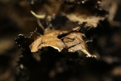 Tuckermanopsis americana