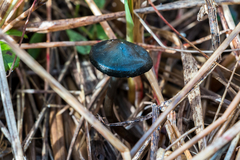 Psilocybe azurescens