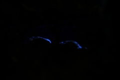 Tuckermanopsis americana